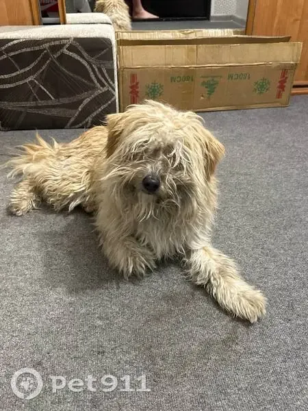 Найдена собака, ул. Копылова, 76А, Крск - photo