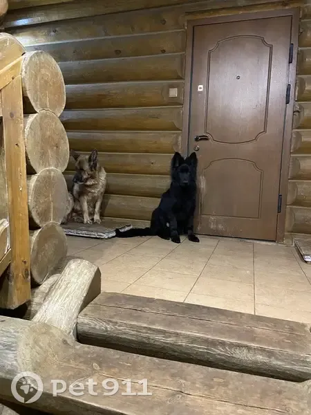 Пропала овчарка, Тверская обл., 21 дек. - photo