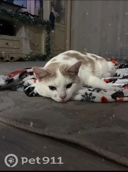 Пропала кошка, Краснояр, Пермский край - photo