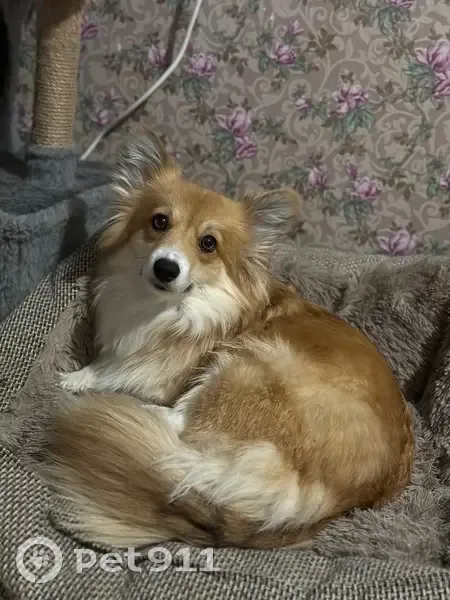 Пропала собака в Скуратовском, Тула - photo