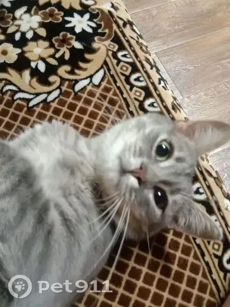 Пропала серая кошка, Луговая ул., 35 - photo