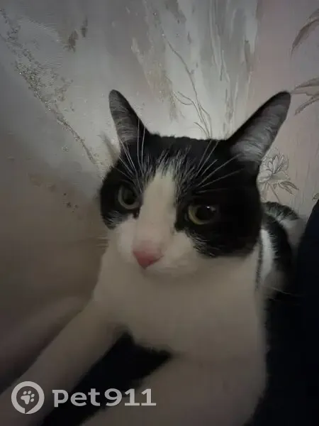 Пропала кошка, Красноуральская ул., Казань - photo