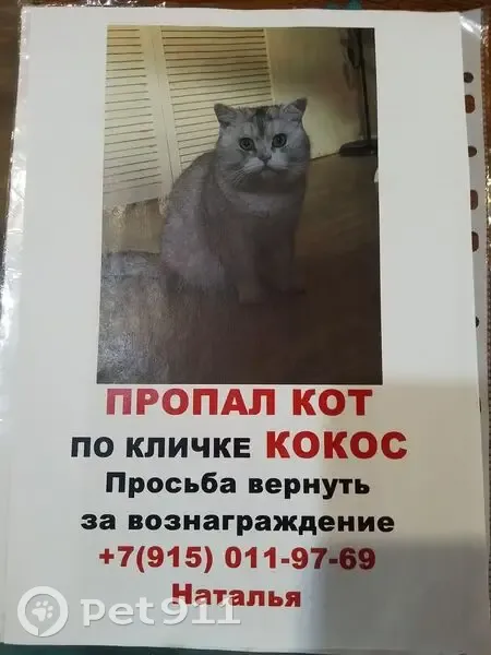 Пропала кошка, Машиностроитель, МО - photo