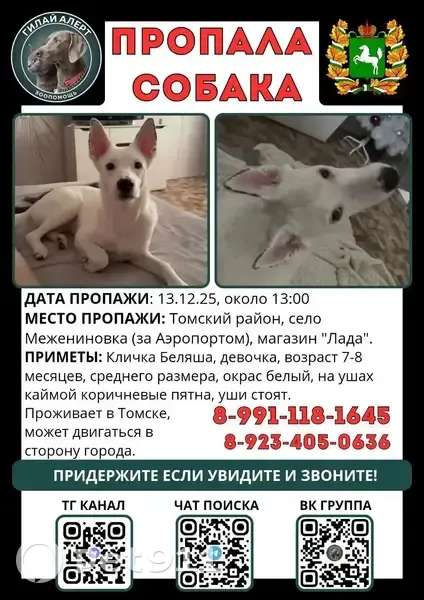 Пропала собака, Вокзальная ул., Межениновка - photo