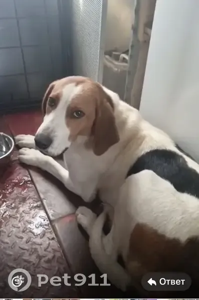 Пропала собака в Маминском, Свердловская обл. - photo