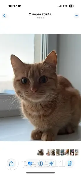 Пропала кошка в Старой Андреевке, Пенза - photo