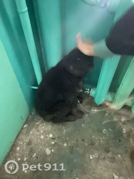 Найдена собака, ул. Чкалова 176, Чита - photo