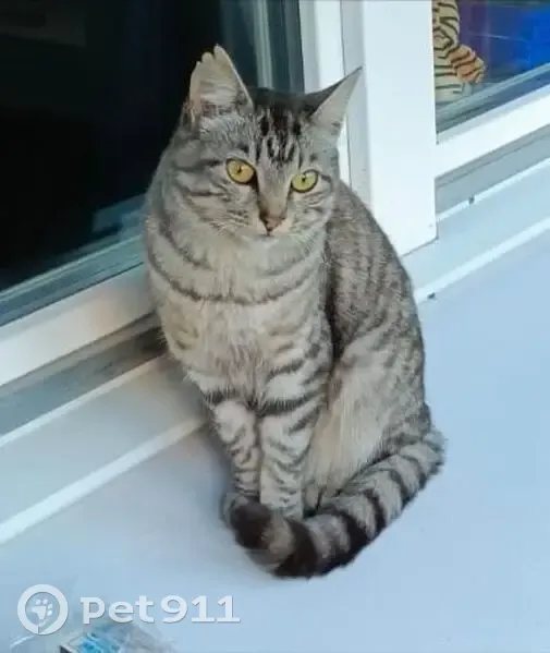 Пропала кошка, ул. 40-летия Победы, Арх. - photo