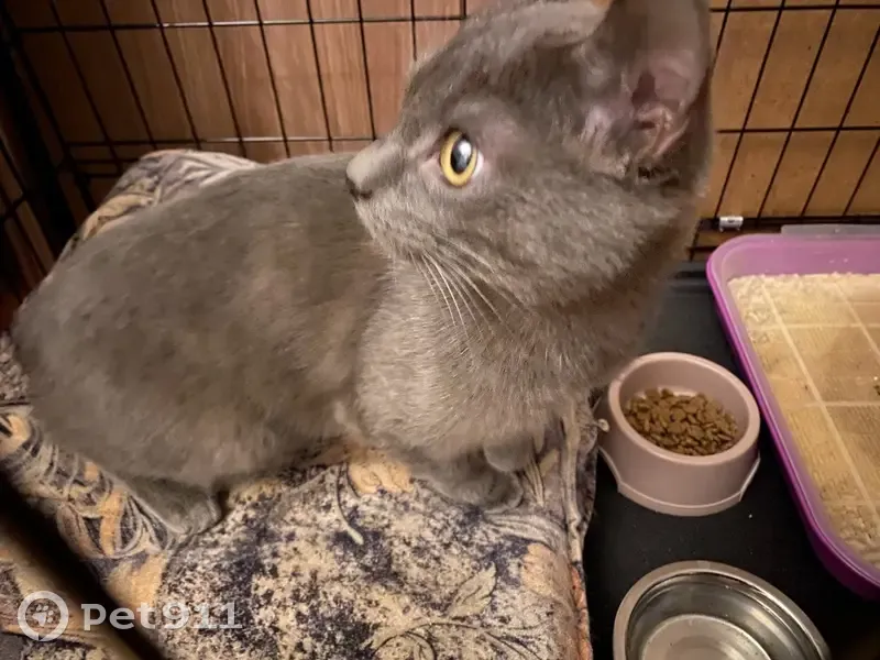 Кошка найдена, ул. Ворошилова, 29, Ижевск - photo