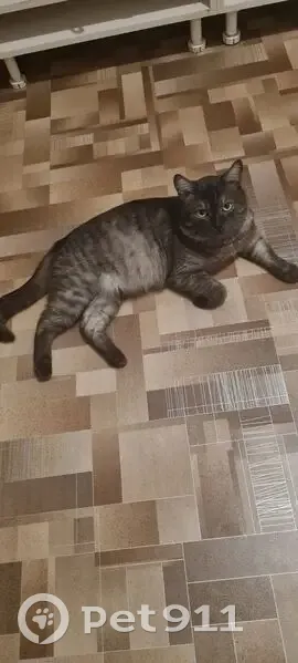 Кошка найдена: Светлый пер., 32, Томск - photo