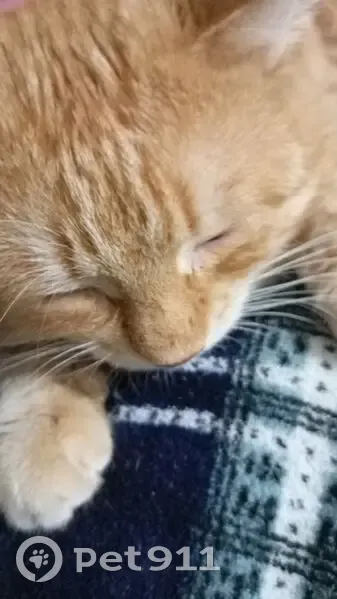 Пропала кошка, Смирягина 33, Новомичуринск - photo