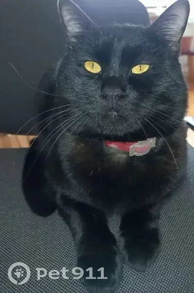 Пропала кошка, Дачная ул. 5, Отрадное - photo