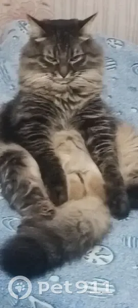 Пропала кошка, Комсомольская 15, Чехов - photo