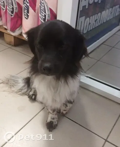 Найдена собака на Свободном проспекте - photo