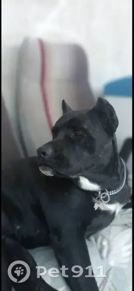 Пропала собака, Яксатовский с/с, Речная 4А - photo