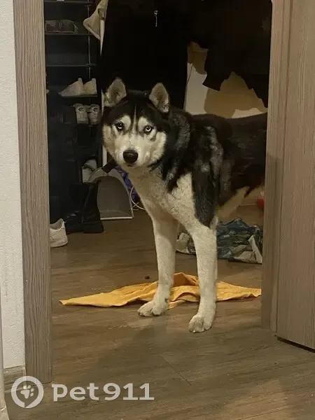 Пропала хаски, ул. Петрова 34В, Верх. Пышма - photo