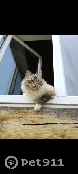 Пропала кошка, ул. Кирова, Сосьва - photo