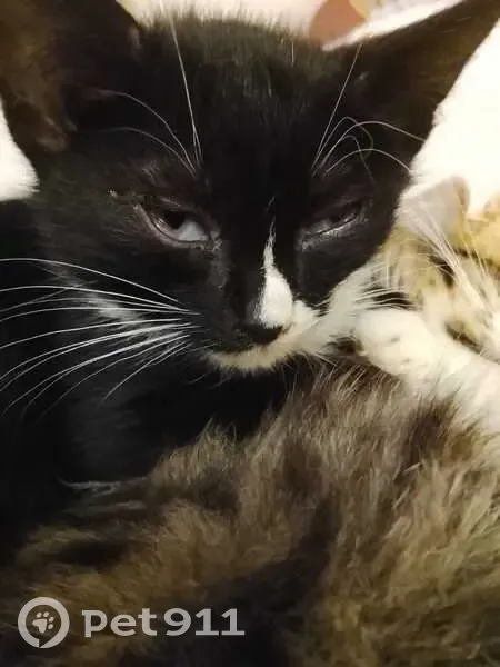 Пропала кошка, ул. П. Савельевой, Ржев - photo