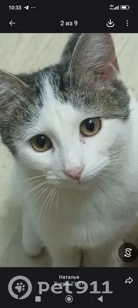 Пропала кошка на Аэродромной улице, Самара - photo