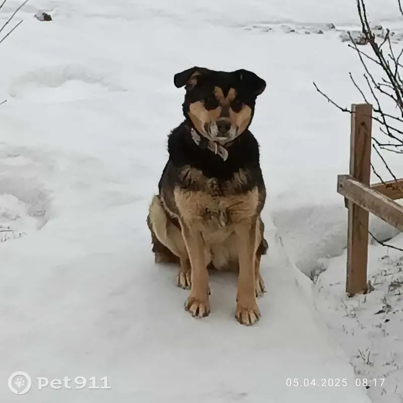 Пропала собака в Пажге, Чухлэм, Коми - photo
