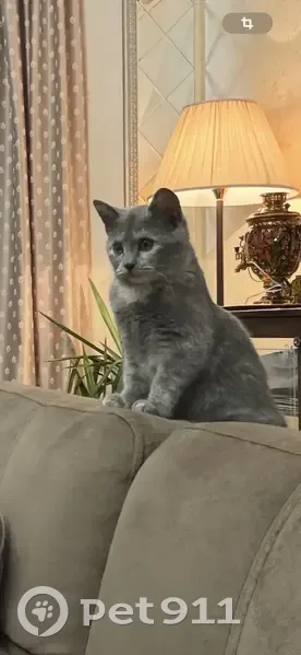 Пропала кошка, пл. Ленина 5, Воскресенск - photo