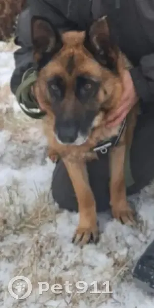 Пропала овчарка, ул. Гагарина, Белоярский - photo