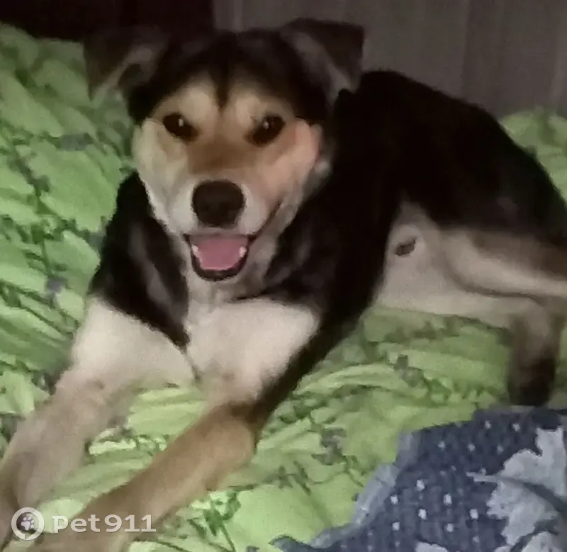 Найдена собака, Краснознамённая ул., Челябинск - photo