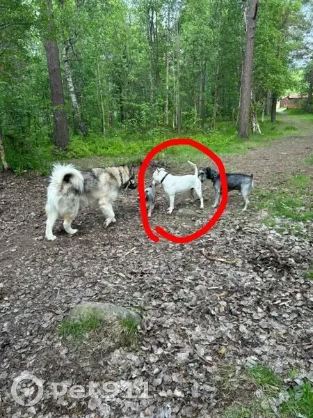 Пропала собака, Красноармейская ул., Мончегорск - photo