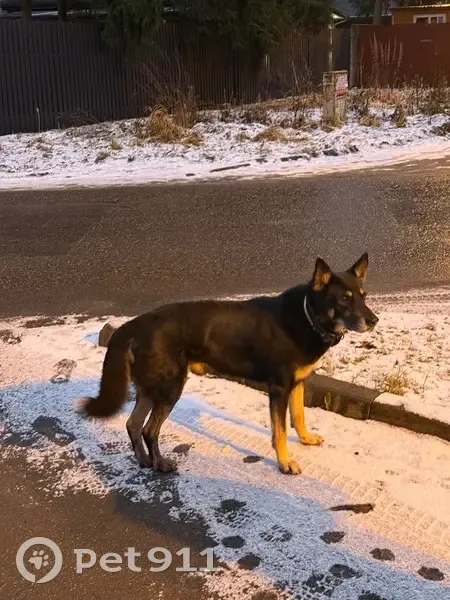 Пропала собака в Лесном Городке, Одинцово - photo