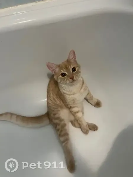 Пропала кошка, Зелёная ул., 4, Нефтегорск - photo