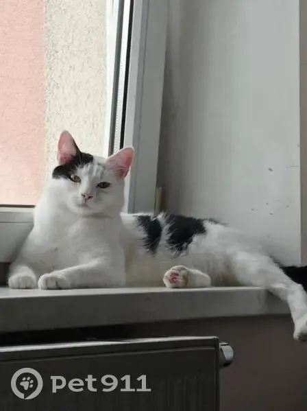 Пропала кошка, Гагарина 47Б, Зеленоградск - photo