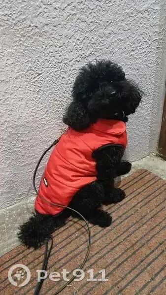 Пропал чёрный пудель, ул. Первых 2к1 - photo