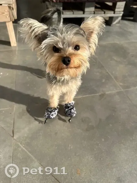 Пропал серый Йорк, Самара, Полтавская 29 - photo