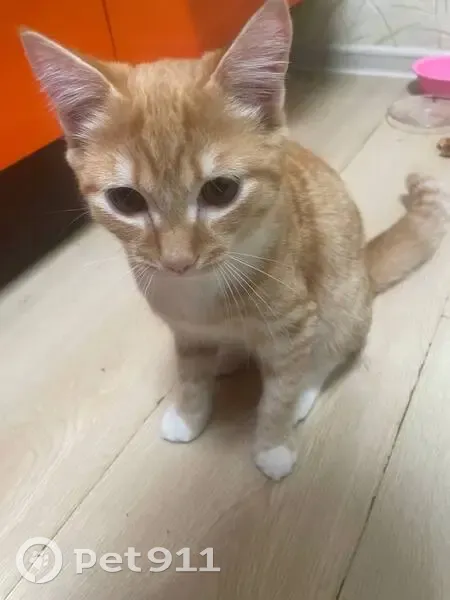 Пропала кошка на Бориса Богаткова, 253/4 - photo