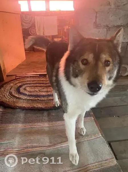 Пропала собака, Дальневосточная, Артёмовский - photo