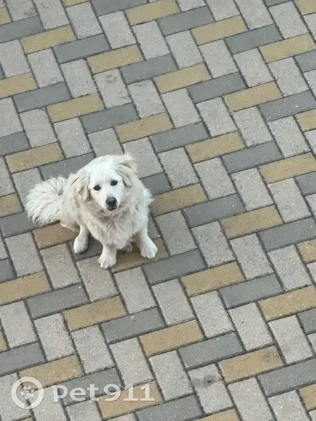 Пропала собака, Строитель, Белгородская обл. - photo