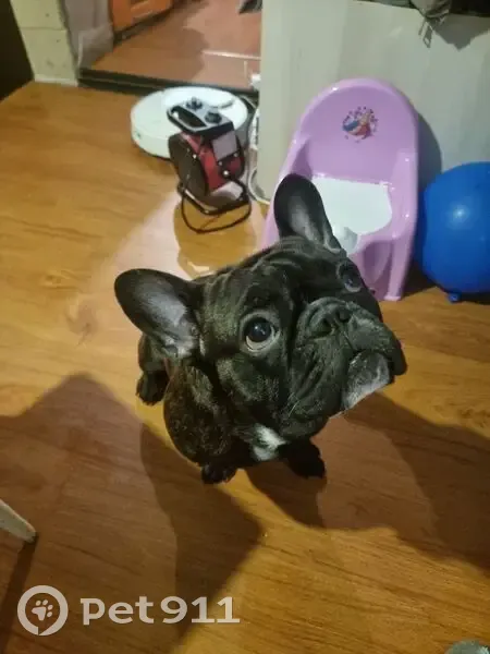 Пропала собака в СНТ Торошинка, Псковская обл. - photo