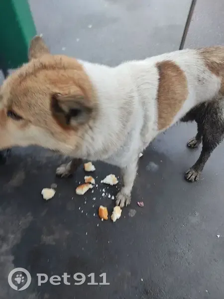 Найдена собака, Верхняя Масловка 17 - photo