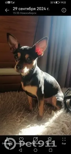 Пропала собака, Дивногорская ул., НСК - photo