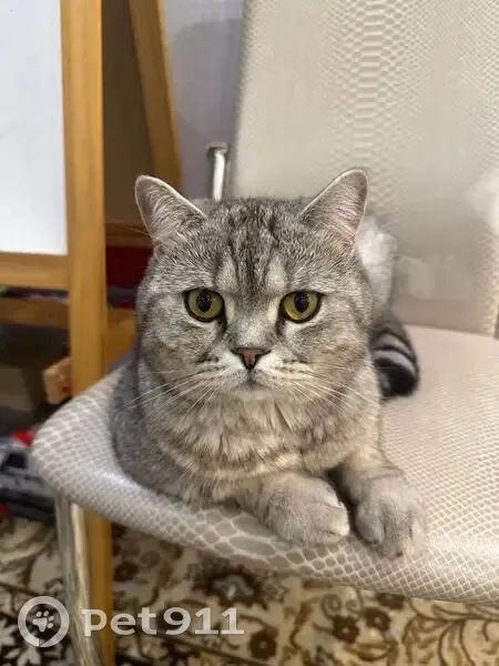 Пропала кошка, Домодедово - photo