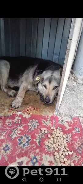 Пропала собака, Хабаровск - photo