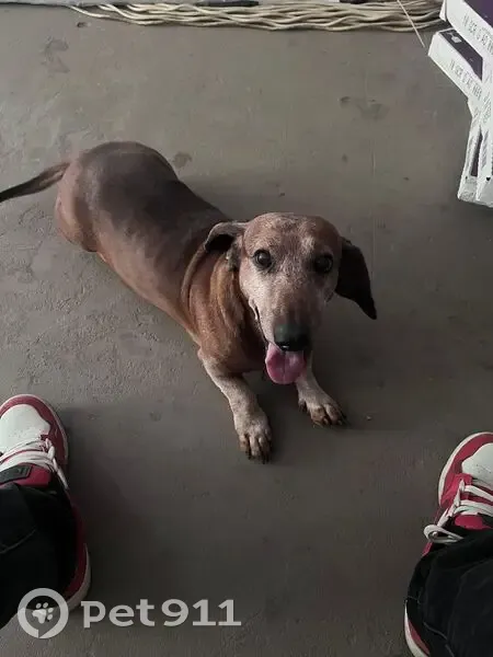 Пропала такса Озя, Краснодарский край - photo