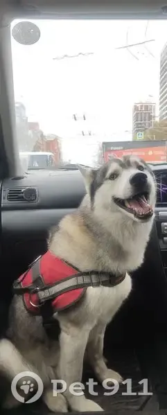 Пропала собака, Томск - photo