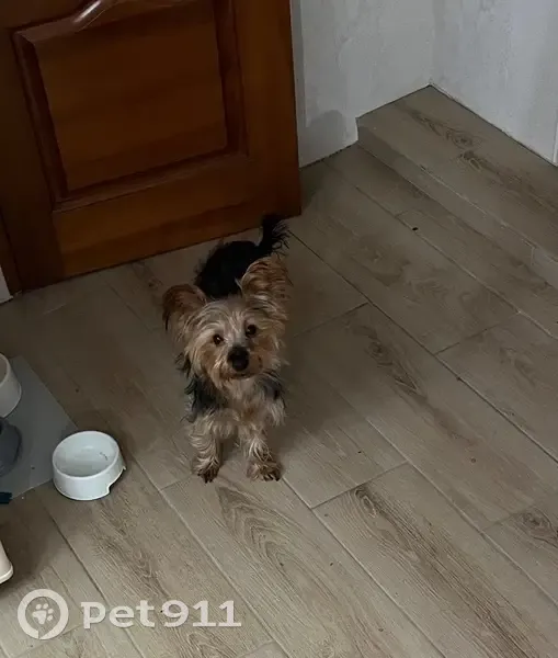 Пропала собака, Краснодар - photo