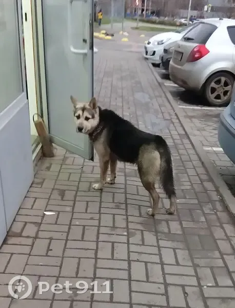 Найдена собака, Ростов-на-Дону - photo