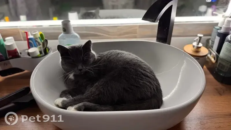 Пропала кошка, Великий Устюг - photo