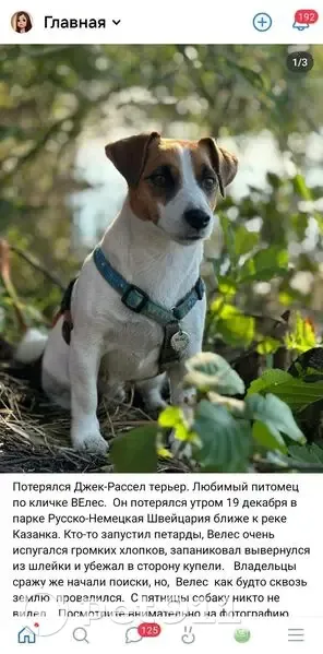 Пропала собака, Казань - photo