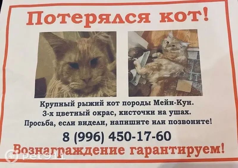 Пропала кошка, ул. Крупской 108/1, Краснодар - photo