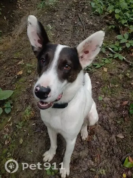 Пропала собака, Тверская - photo