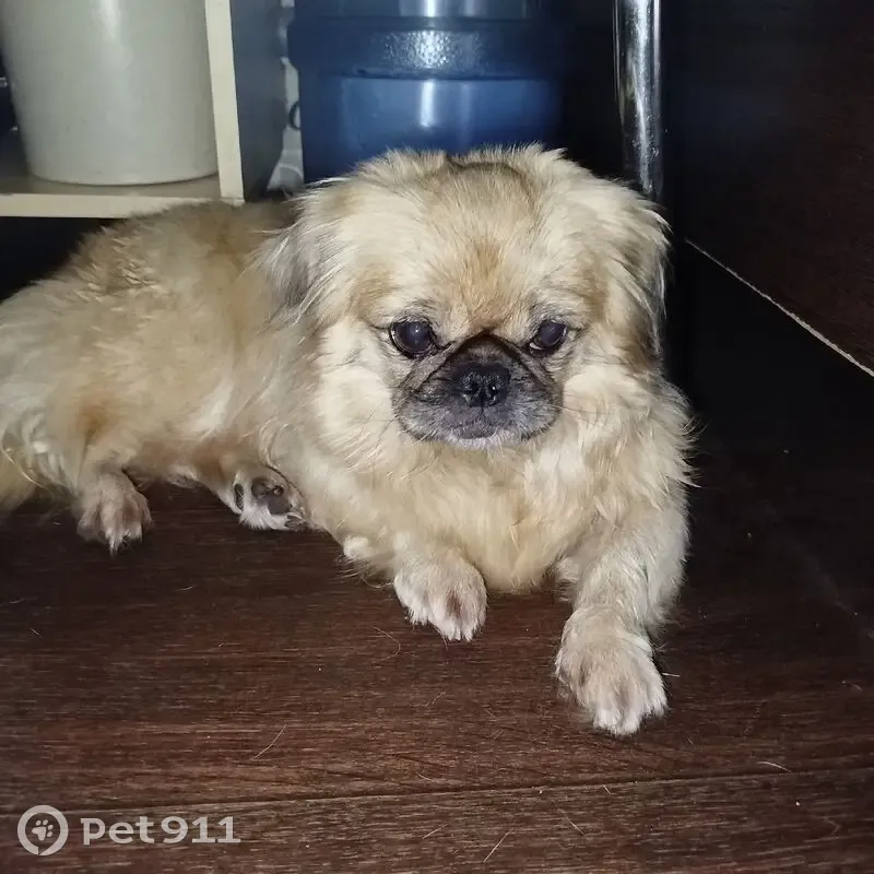 Пропала собака, Новокузнецк - photo